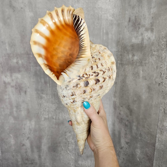 XL Tritons Trumpet Sea‎ Shell Natural Coastal Decor Beach Nautical Display 16.5" - Picture 1 of 8